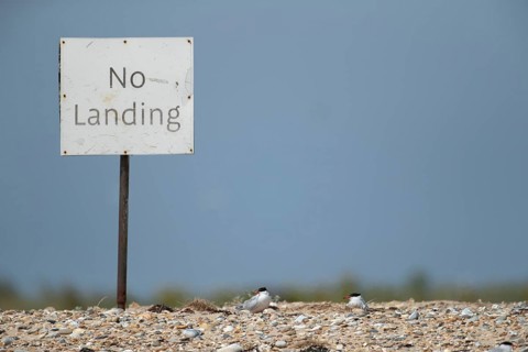Common tern (Sterna hirundo) two adult birds on a shingle beach next to a sign in summer, Norfolk,