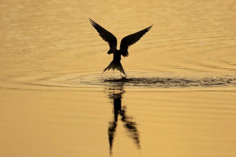 Common tern (Sterna hirundo) adult bird in flight taking off from water of a lagoon silhouette at