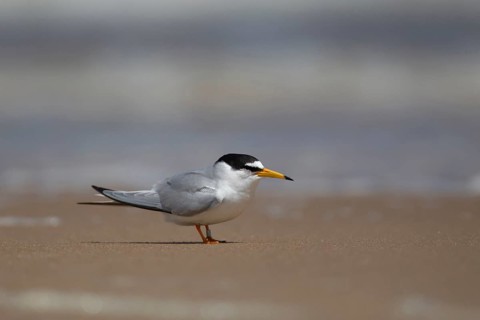 Little tern (Sternula albifrons) adult bird standing on a sandy beach in summer, Norfolk, England,