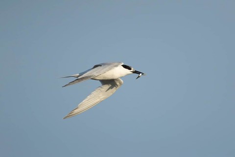 Sandwich tern (Thalasseus sandvicensis) adult bird in flight with a fish in its beak in summer,