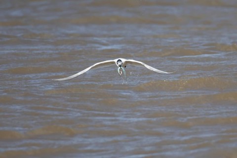 Sandwich tern (Thalasseus sandvicensis) adult bird with a Sandeel fish in its beak taking off in