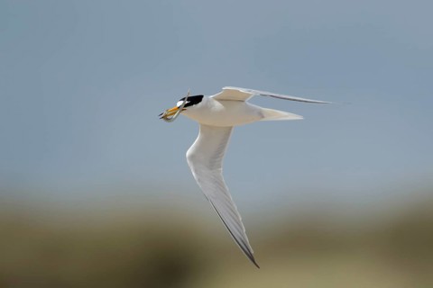 Little tern (Sternula albifrons) adult bird in flight carrying a sandeel fish in its beak in