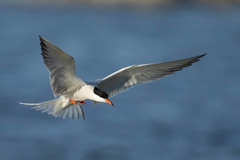 Common tern (Sterna hirundo) adult bird in flight in summer, RSPB Minsmere nature reserve, Suffolk,