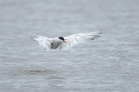 Common tern (Sterna hirundo) adult bird taking off in flight from a lagoon, RSPB Titchwell nature