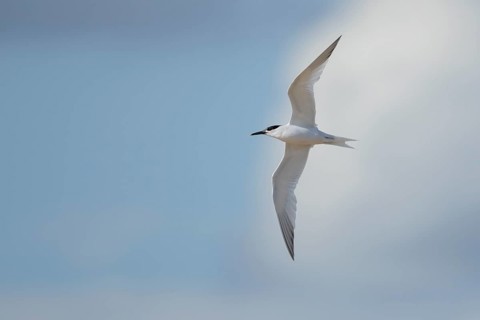 Sandwich tern (Thalasseus sandvicensis) adult bird in flight in summer, Suffolk, England, United