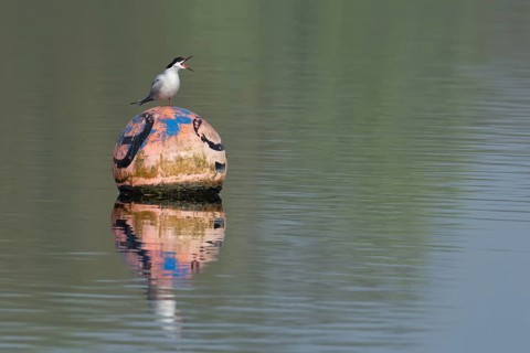 Common tern (Sterna hirundo) adult bird calling from a buoy on a lake, Suffolk, England, United