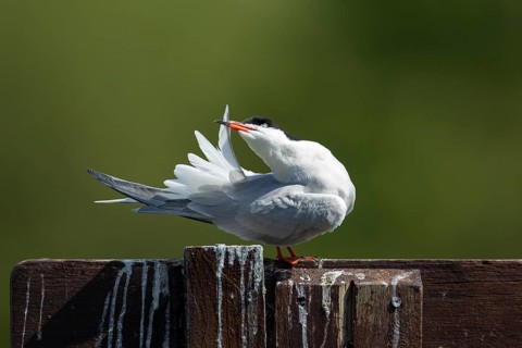 Common tern (Sterna hirundo) adult bird preening its tail feathers, England, United Kingdom