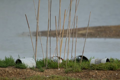 Common tern (Sterna hirundo) adult bird sat on its nest with protective canes to prevent predators