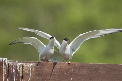 Common tern (Sterna hirundo) two adult birds during their courtship display in spring, England,