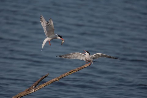Common tern (Sterna hirundo) two adult birds with one passing a fish to the other during their