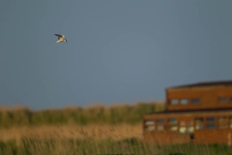 Common tern (Sterna hirundo) adult bird hovering in flight over a scape with a hide in the
