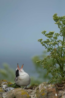 Arctic tern (Sterna paradisaea) juvenile bird calling for food on a stone wall in summer, Farne