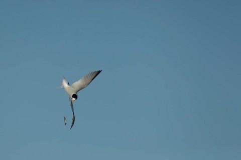 Little tern (Sternula albifrons) adult bird diving down in flight to catch a fish it has dropped in