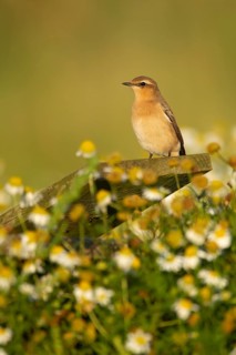 Northern wheatear (Oenanthe oenanthe) adult bird perched on a post, RSPB Havergate island nature