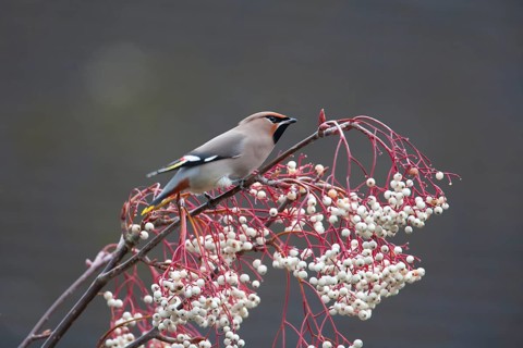 Waxwing (Bombycilla garrulus) adult bird on a tree full of berries in winter, Suffolk, England,