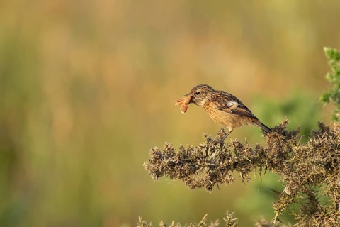 European stonechat (Saxicola rubicola) juvenile young bird feeding on a moth in summer, Suffolk,