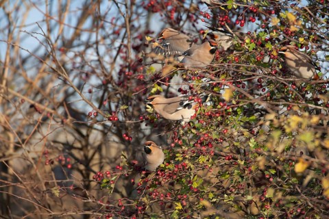 Waxwing (Bombycilla garrulus) adult birds in an autumn Hawthorn bush, Norfolk, England, United