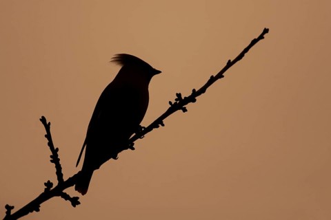 Waxwing (Bombycilla garrulus) adult bird on a tree branch in winter silhouette at sunset, Suffolk,