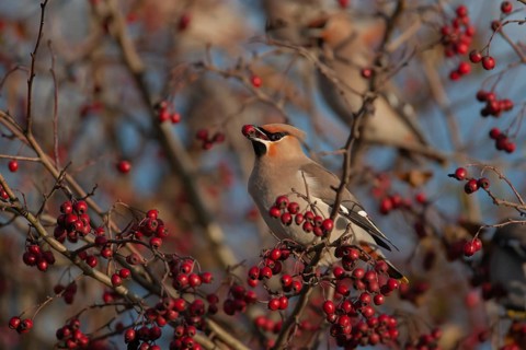 Waxwing (Bombycilla garrulus) adult bird feeding on a Hawthorn tree berry in a hedgerow in autumn,