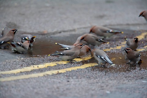 Waxwing (Bombycilla garrulus) adult birds drinking rain water in a puddle on a road, Bedfordshire,