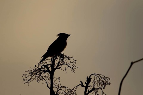 Waxwing (Bombycilla garrulus) adult bird on a tree branch in winter silhouette at sunrise, Suffolk,