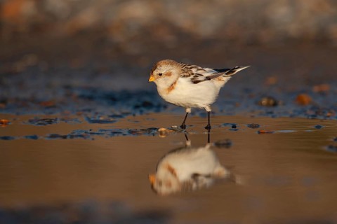 Snow bunting (Plectrophenax nivalis) adult bird at a shallow puddle on a beach in winter, Norfolk,