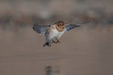 Snow bunting (Plectrophenax nivalis) adult bird in flight over a shallow puddle on a beach in