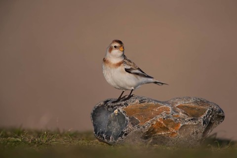 Snow bunting (Plectrophenax nivalis) adult bird on a rock on a beach in winter, Norfolk, England,