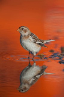 Snow bunting (Plectrophenax nivalis) adult bird in a shallow puddle on a beach with the reflection