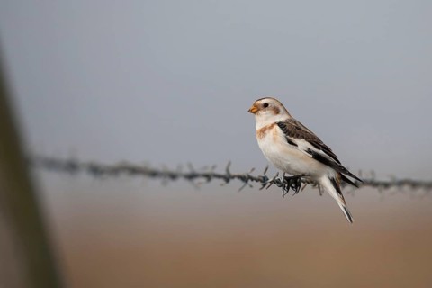 Snow bunting (Plectrophenax nivalis) adult bird on a barb wire fence in winter, Norfolk, England,