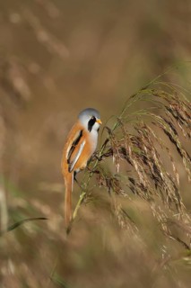 Bearded tit or reedling (Panurus biarmicus) adult male bird on a reed flower head in a reedbed in