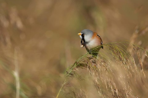 Bearded tit or reedling (Panurus biarmicus) adult male bird preening on a reed flower head in a