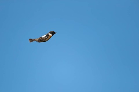 European stonechat (Saxicola rubicola) adult male bird in flight in summer, Suffolk, England,