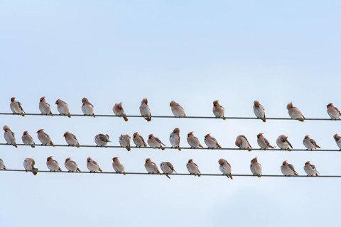 Waxwing (Bombycilla garrulus) adult birds in a flock on telegraph wires in winter, England, United