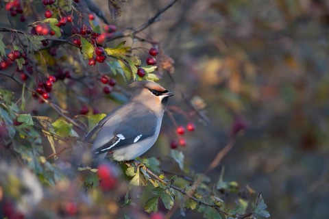 Waxwing (Bombycilla garrulus) adult bird in an autumn Hawthorn bush, Norfolk, England, United