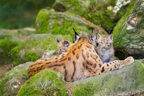 Eurasian lynx (Lynx lynx) mother with her youngsters (cubs) lying on a rock in a forest, Bavaria,