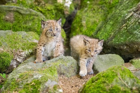 Eurasian lynx (Lynx lynx) youngsters (cubs) on a rock in a forest, Bavaria, Germany