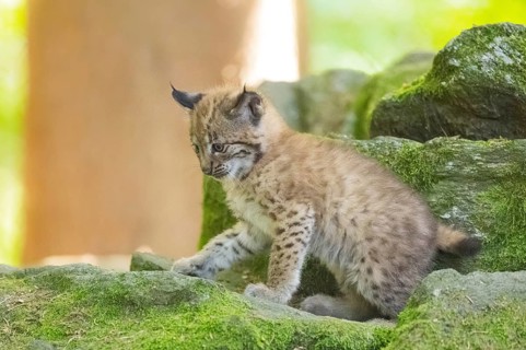 Eurasian lynx (Lynx lynx) youngster (cub) on a rock in a forest, Bavaria, Germany