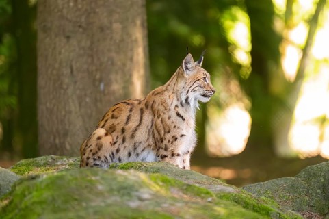 Eurasian lynx (Lynx lynx) sitting on a rock in a forest, Bavaria, Germany