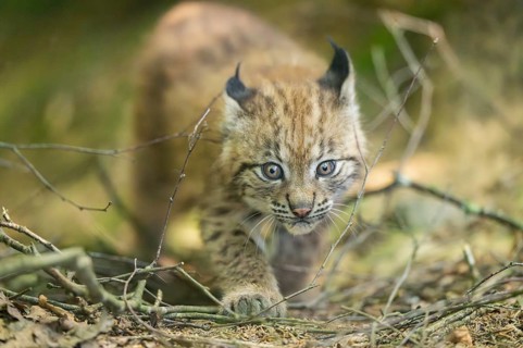 Eurasian lynx (Lynx lynx) youngster (cub) walkking in a forest, Bavaria, Germany