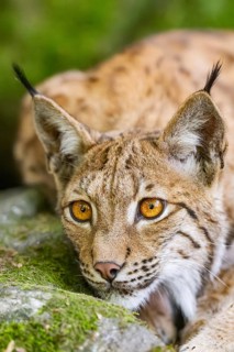 Eurasian lynx (Lynx lynx) lying on a rock in a forest, portrait, Bavaria, Germany