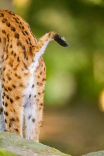 Eurasian lynx (Lynx lynx) standing in a forest, backside, tail, detail, Bavaria, Germany