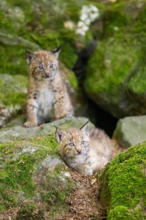 Eurasian lynx (Lynx lynx) youngsters (cubs) on a rock in a forest, Bavaria, Germany