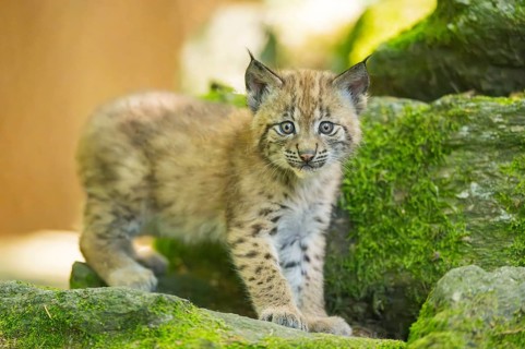 Eurasian lynx (Lynx lynx) youngster (cub) walking on rocks in a forest, Bavaria, Germany