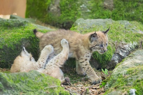 Eurasian lynx (Lynx lynx) youngsters (cubs) playing with each other in a forest, Bavaria, Germany