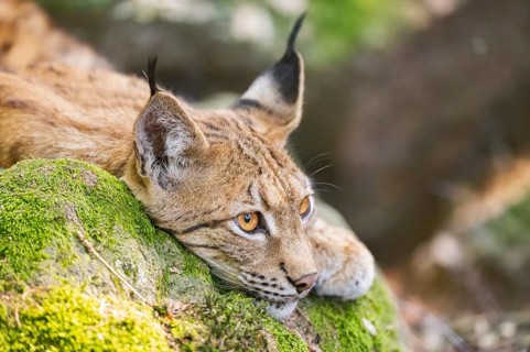 Eurasian lynx (Lynx lynx) lying on a rock in a forest, portrait, Bavaria, Germany