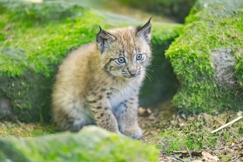 Eurasian lynx (Lynx lynx) youngster (cub) sitting on a rock in a forest, Bavaria, Germany