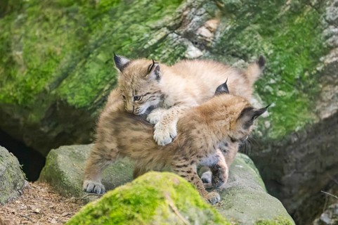 Eurasian lynx (Lynx lynx) mother with her youngsters (cubs) playing between rocks with each other