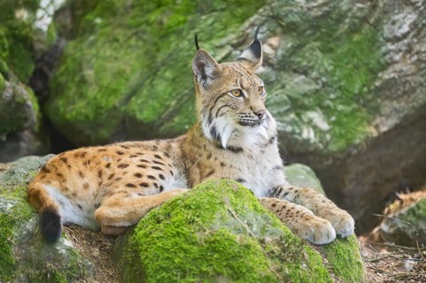 Eurasian lynx (Lynx lynx) lying on a rock in a forest, Bavaria, Germany