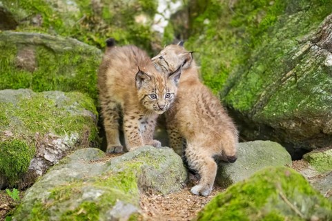 Eurasian lynx (Lynx lynx) youngsters (cubs) on a rock in a forest, Bavaria, Germany